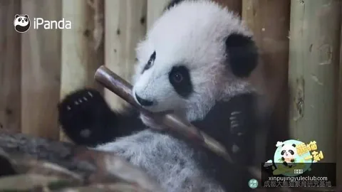 《英雄联盟》全球总决赛，中国战队强势晋级